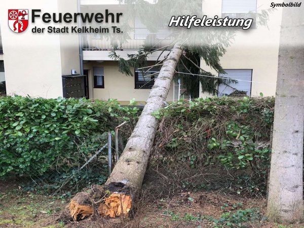 Umgestürzter Baum