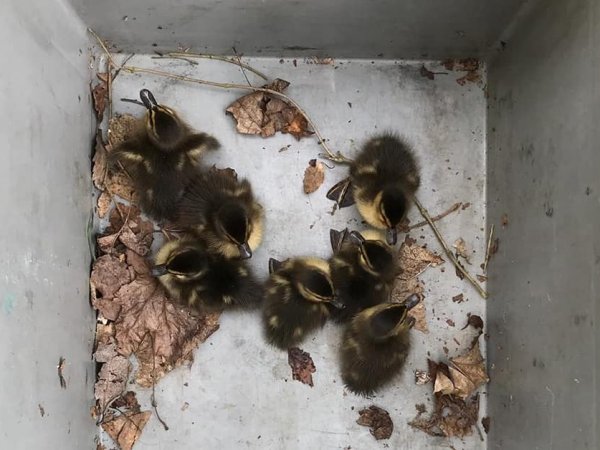 Tierrettung