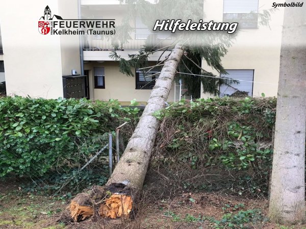 Umgestürzter Baum