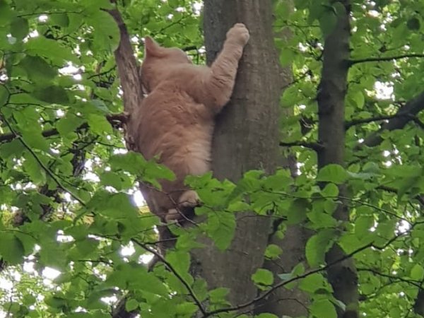 Katze auf Baum
