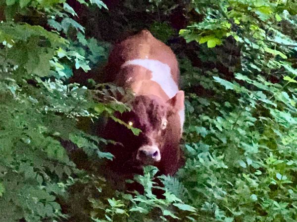 Tierrettung – Entlaufene Rinder