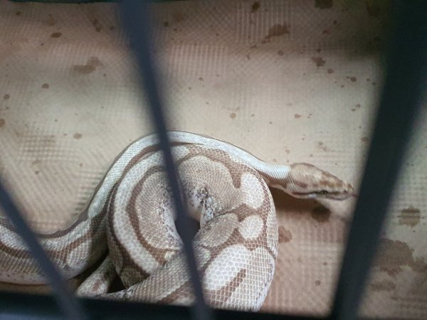Tierrettung – Schlangen einfangen