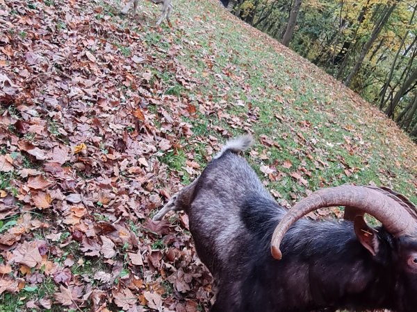 Tierrettung – Amtshilfe für die Stadt Bad Soden