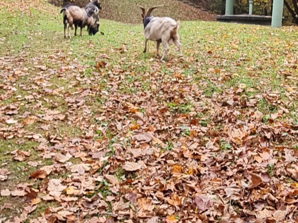 Tierrettung – Amtshilfe für die Stadt Bad Soden