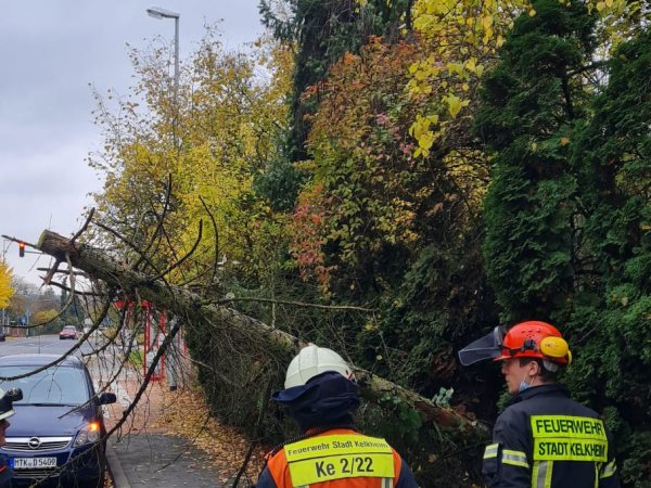 Umgekippter Baum
