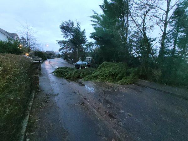 Sturmschaden – Umgestürzter Baum