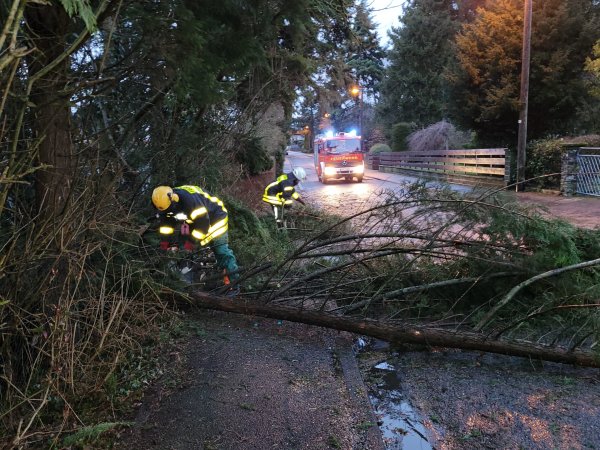 Sturmschaden – Umgestürzter Baum