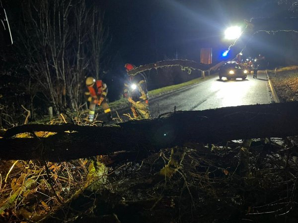 Sturmschaden – Umgestürzter Baum