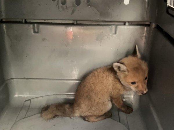 Tierrettung – Fuchs im Keller