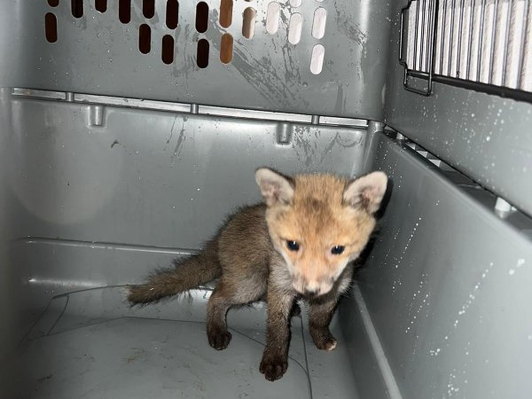 Tierrettung – Fuchs im Keller
