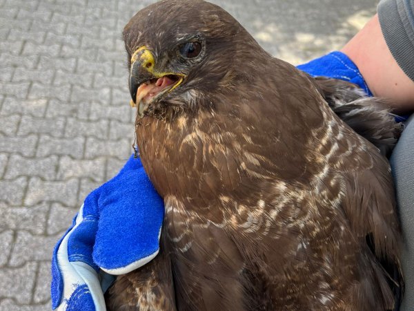 Tierrettung – Verletzter Greifvogel