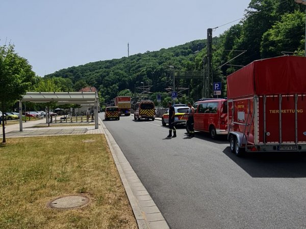 Tierrettung – Mehrere Rinder auf den Bahnschienen