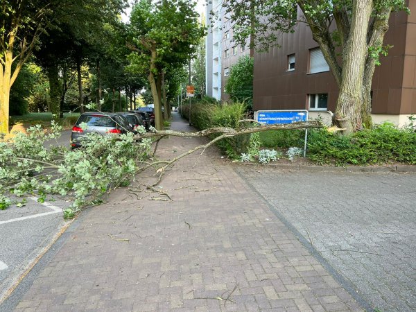 Umgestürzter Baum