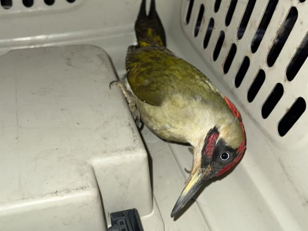Tierrettung – Verletzter Vogel