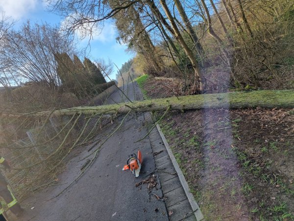 Baum auf Straße