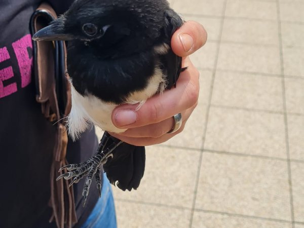 Tierrettung – Verletzter Vogel