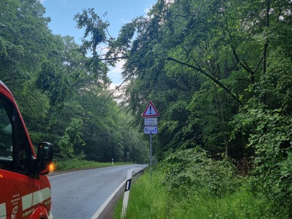 Baum auf Straße