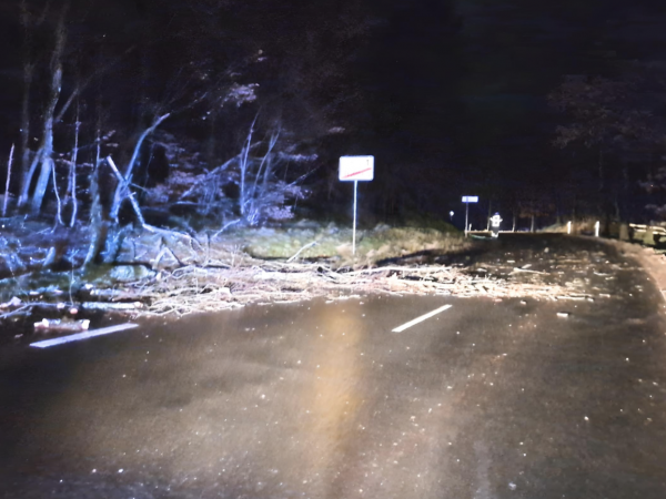 Baum auf Straße