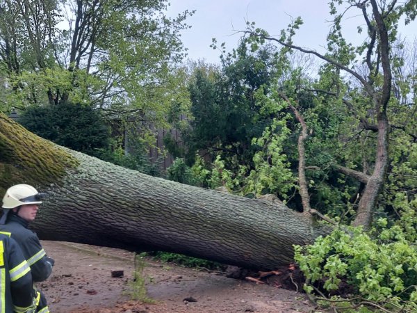 Baum auf Zufahrt