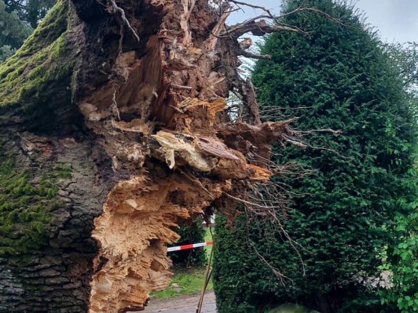 Baum auf Zufahrt