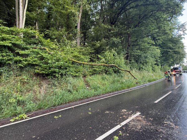 Baum auf Straße