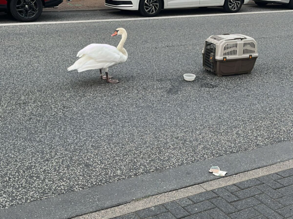 Schwan auf Abwegen